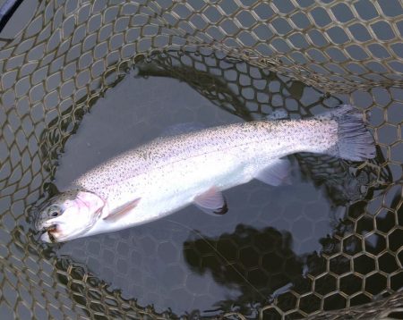大安トラウトレイク釣果